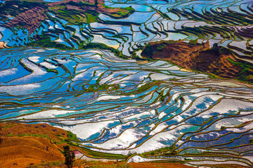 Fototapeta na wymiar View of Rice Fields in Flood Season Sunny Day