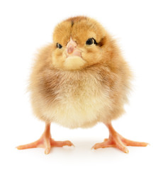 Obraz premium Small yellow chicken.