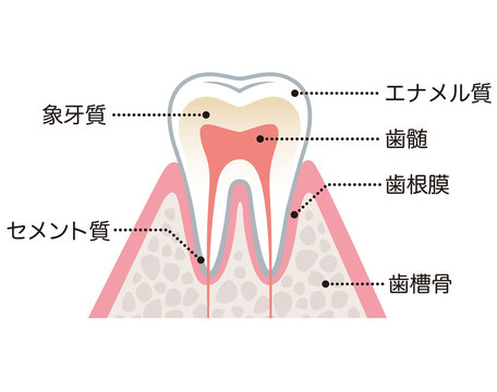歯の構造　名称
