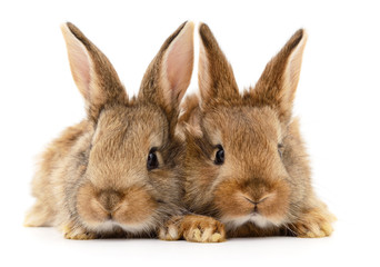Two brown rabbits.