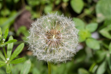 A dandelion macro zoom