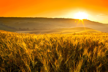 Obraz na płótnie Canvas Tuscany wheat field hill at sunrise