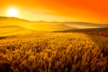 Plakat Tuscany wheat field hill at sunrise