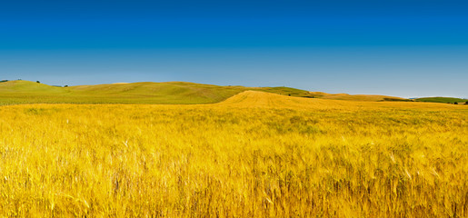 Tuscany wheat field hill in a sunny day