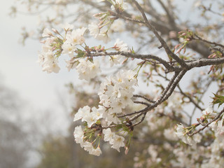 Beautiful blossom sakura flower in springtime, Japan ( Soft and Vintage tone color )