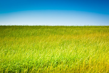 Plakat Tuscany wheat field hill in a sunny day