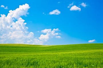 Tuscany wheat field hill in a sunny day with clouds