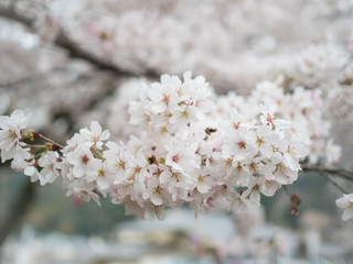 Beautiful blossom sakura flower in springtime, Japan