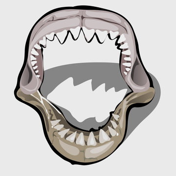 Toothy Jaw Of A Shark With An Open Mouth