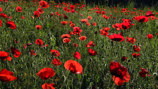 Bright red poppy field