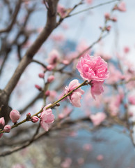 Beautiful blossom sakura flower in springtime, Japan ( Soft and Vintage tone color )