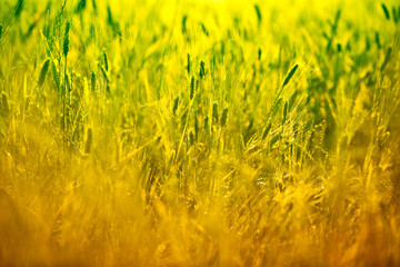 golden wheat field close up