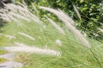 Feather pennisetum or Mission grass , grass flower background.