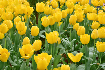 Yellow tulips close up background