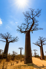 Fototapeta na wymiar Beautiful baobab trees at the Baobab Alley in Madagascar. 