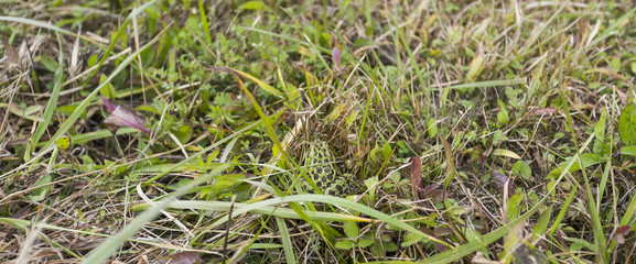 Frog in the wet grass outdoors,