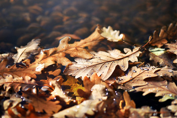 Dry oak leaves on the ground with waterdrops on them