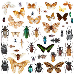 Fototapeta  Set of insects obraz