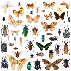 Foto op Plexiglas  Set of insects © GVS