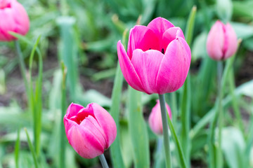 Pink tulips in shallow depth of field