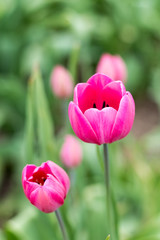 Pink tulips in shallow depth of field