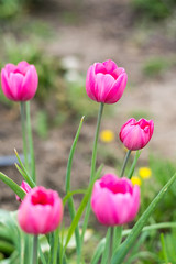 Fototapeta premium Pink tulips in shallow depth of field
