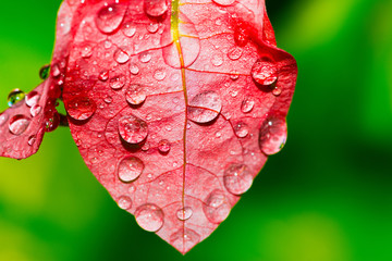 Dew forming on a leaf colorful pink - stock image.
