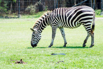 Zebra in a safari park natural of South Africa .
