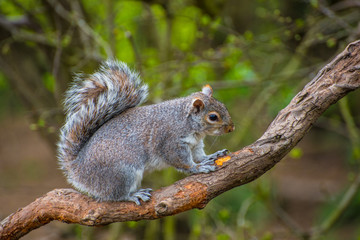 Grey squirrel on a branch.
