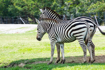 Fototapeta na wymiar Zebra in a safari park natural of South Africa .