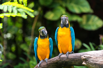 Colorful couple macaws sitting on log.