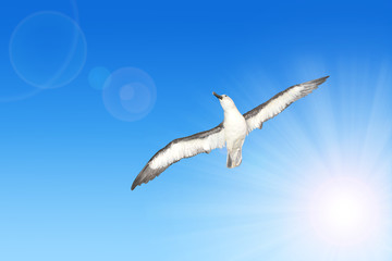 Wandering Albatross (Diomedea exulans) in flight
