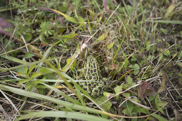 Frog in the wet grass outdoors,