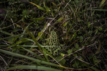 Frog in the wet grass outdoors,