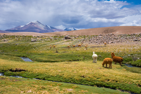 Vicunas and alpacas grazing, Las Vicunas National Reserve (Chile)