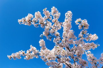 Tree branches with blooming white flowers