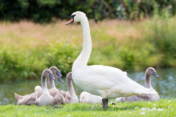 White mother swan with young chicks