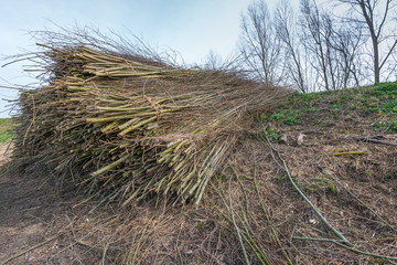 Bundles of osiers on the slope of an embankment