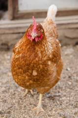 portrait of a ginger chicken