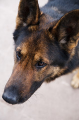 German Shepherd, young German Shepherd
