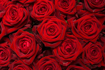 Букет красных роз