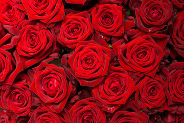 Букет красных роз