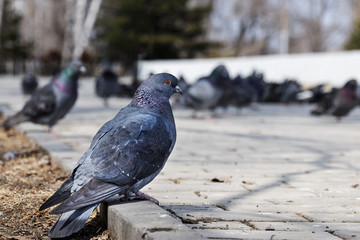 Wild pigeons in park