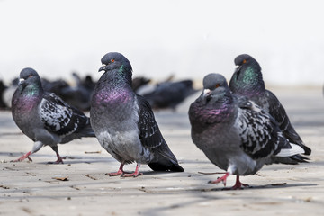 Wild pigeons in park
