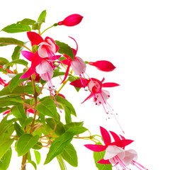 beautiful blooming branch of red and white fuchsia flower is isolated on background, `Shadow Dancer Betty`, close up