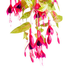 beautiful blooming branch of red and violet fuchsia flower magellanica is isolated on white...