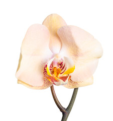 blooming head of beige orchid flower, phalaenopsis is isolated o