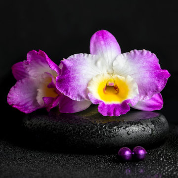 spa still life of purple orchid dendrobium with dew on black zen