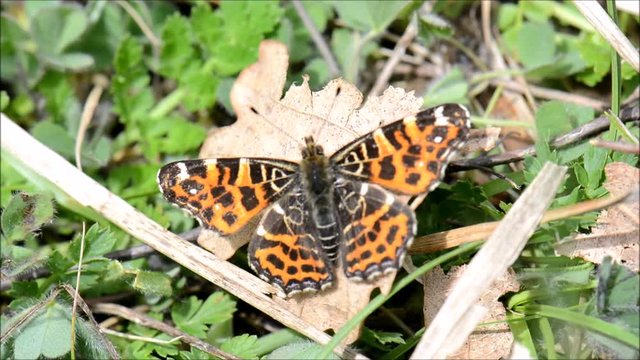 Map Butterfly