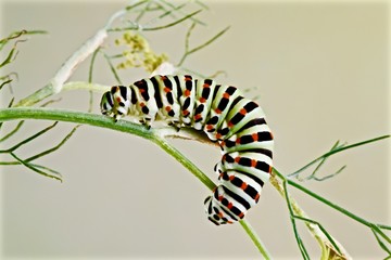 broco di farfalla macaone su ramo di finocchio